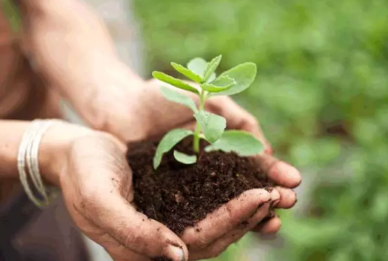 healthy bio-organic fertilizer