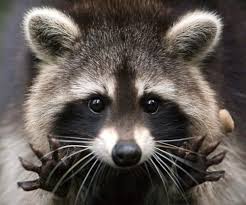 San Antonio Raccoon Removal